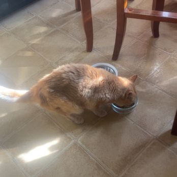 Best Pet Care - Pet Boarding Near Me - Williamston, Michigan