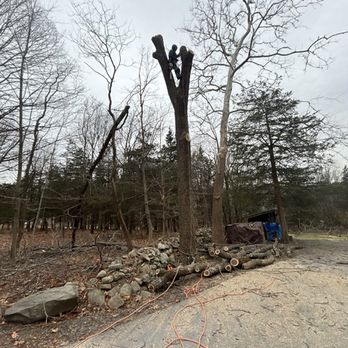 Tri State Yard Pros - Taking down a beautiful, black walnut - Tree Services Near Me