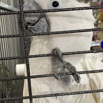 Parrot Stars - Cockatoo - Bird Shops Near Me - Arlington Heights, Illinois