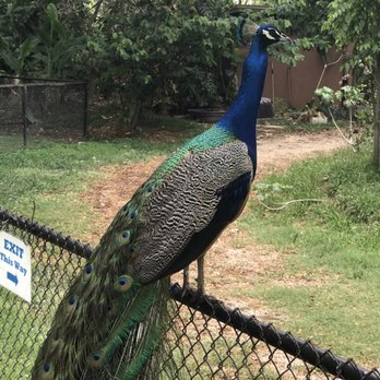Honolulu Zoo - Peacock - Zoos Near Me - Honolulu, Hawaii