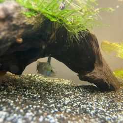Ozzy's Fish Warehouse - Male apistogramma