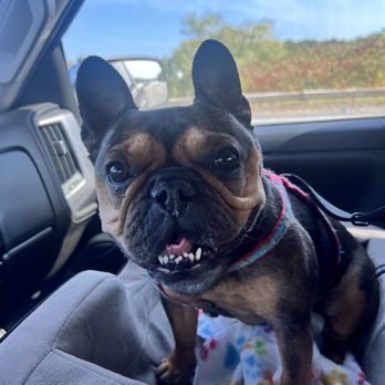 MSPCA Angell - Negligence, took Cora's life here. She deserved better. - Veterinarians Near Me - Boston, Massachusetts