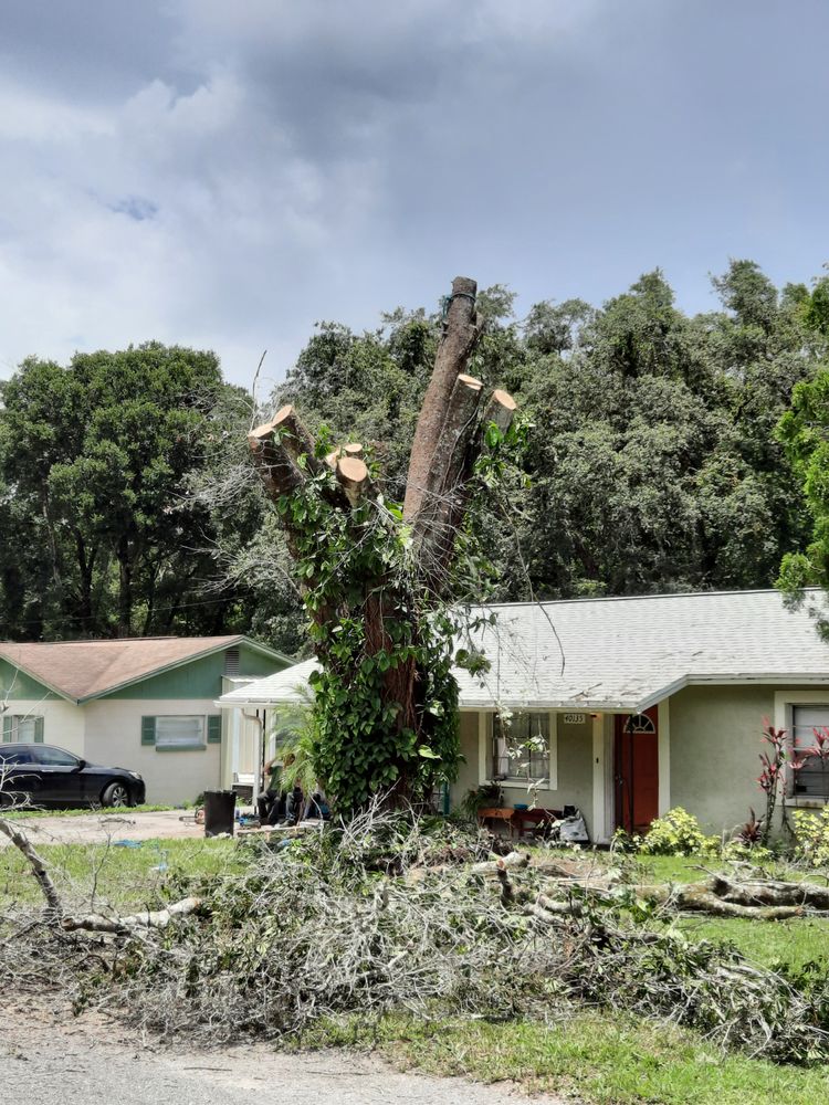 ALL AMERICAN TREE SERVICE 21 Photos Zephyrhills, FL Yelp