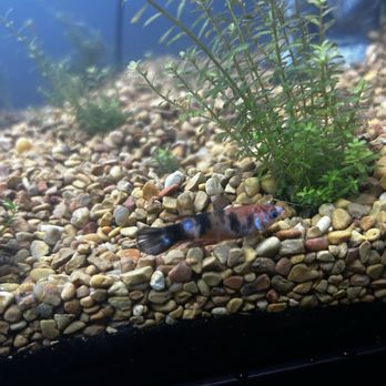 Atlanta Aquarium - Replaced beta that I'm afraid will pass. - Aquarium Services Near Me - Duluth, Georgia