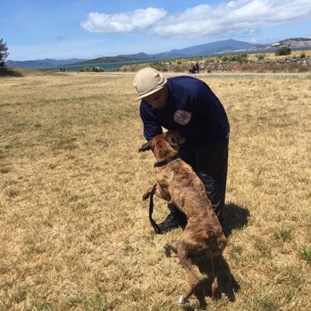 K-9 Behave - Pet Training Near Me