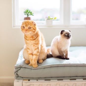 Luxury Kittens Scottish Fold - Pet Breeders Near Me - Los Angeles , California