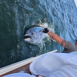 Tuna Hunter Fishing Charters