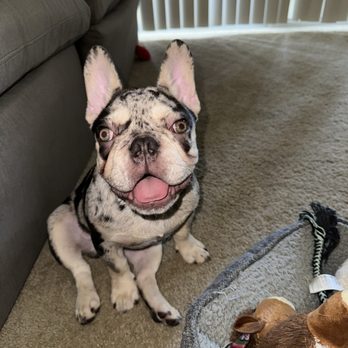 Aria Pet Spa - Clean kilos - Pet Groomers Near Me - Riverside, California Aria Pet Spa - Clean kilos - Pet Groomers Near Me - Riverside, California
