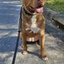 Photo of Superior Dog Training