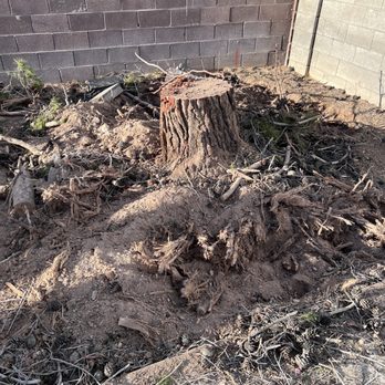 Vision Landscape - Tree trunk - Tree Services Near Me Vision Landscape - Tree trunk - Tree Services Near Me