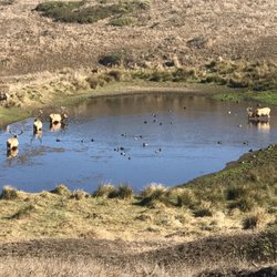 More Tule elk!