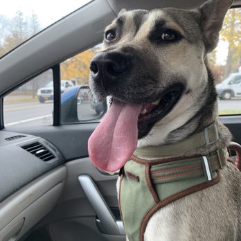 All Groomed Up - Dog - Pet Groomers Near Me - Saugerties, New York