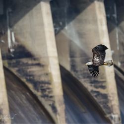 Conowingo Dam Visitor's Center - Bald eagle by dam