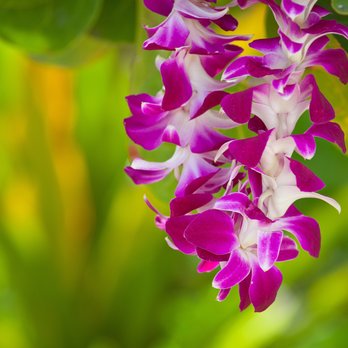 Tropical Colors - post - Florists Near Me - Pahoa, Hawaii Tropical Colors - post - Florists Near Me - Pahoa, Hawaii