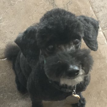 Happy Paws & Wagging Tails - Ivy after her mobile grooming appointment. We are very happy with the result. - Pet Groomers Near Me Happy Paws & Wagging Tails - Ivy after her mobile grooming appointment. We are very happy with the result. - Pet Groomers Near Me