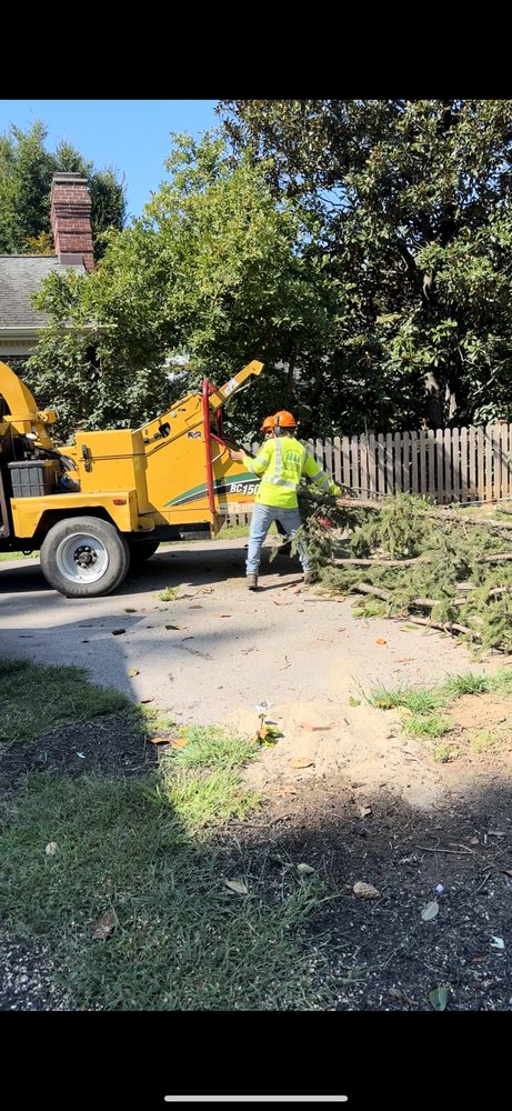 Blas Tree Service - tree service in Lexington, KY