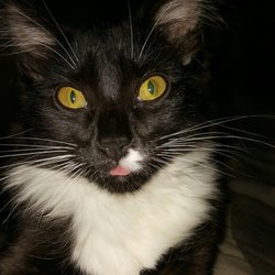 Loving Companions Animal Rescue