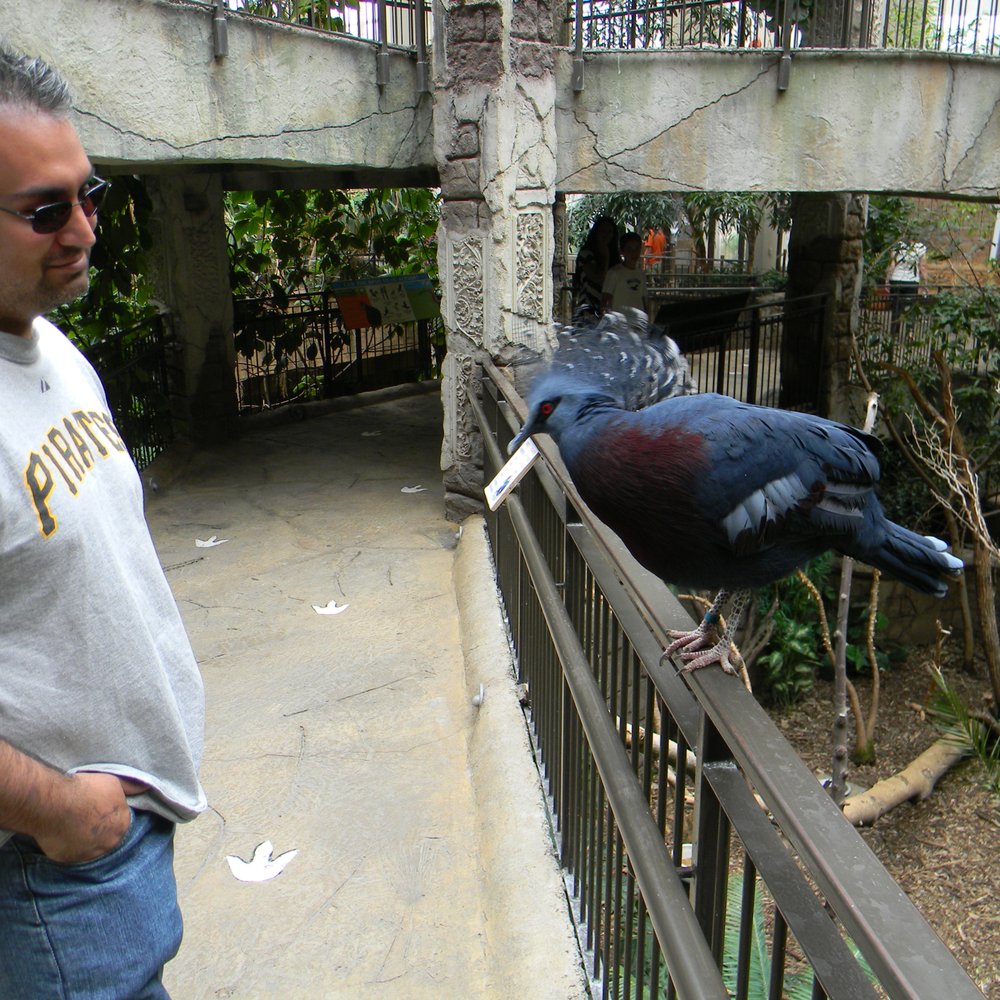 Bird Kingdom - This bird flew over to the railing and approached us! - Zoos Near Me - Niagara Falls, Ontario Bird Kingdom - This bird flew over to the railing and approached us! - Zoos Near Me - Niagara Falls, Ontario