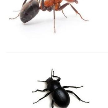 Perfection Pest Control - Pest Control Near Me - Indianola, Iowa Perfection Pest Control - Pest Control Near Me - Indianola, Iowa
