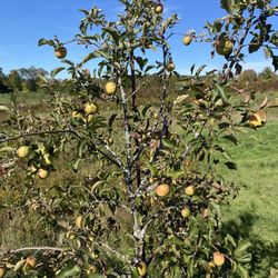 Orchard Ridge Farm and Specialty Food Market - Apples on the tree