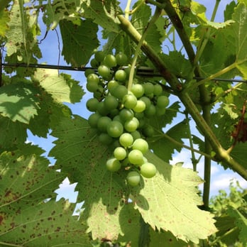 Arrington Vineyards - Wine Tasting Room Near Me - Arrington, Tennessee
