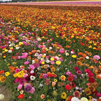 The Flower Fields - Flowers - Venues & Event Spaces Near Me - Carlsbad, California The Flower Fields - Flowers - Venues & Event Spaces Near Me - Carlsbad, California