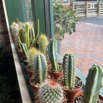 Terrarium - Cacti greeting you at the door - Nurseries & Gardening Near Me - Portland, Maine