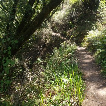 Huckleberry Botanic Regional Preserve - Narrow Hobbit-like trail - Parks Near Me - Oakland, California Huckleberry Botanic Regional Preserve - Narrow Hobbit-like trail - Parks Near Me - Oakland, California