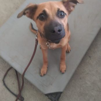 The k9 Professionals - Pet Training Near Me - Boise, California The k9 Professionals - Pet Training Near Me - Boise, California
