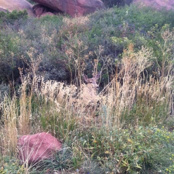 Red Rocks Amphitheatre - Spot the doe? - Music Venues Near Me - Morrison, Colorado Red Rocks Amphitheatre - Spot the doe? - Music Venues Near Me - Morrison, Colorado