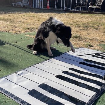 Francis Metcalf Dog Training - Pet Training Near Me Francis Metcalf Dog Training - Pet Training Near Me