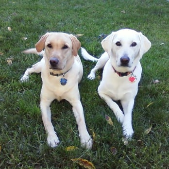 Four Paws Running - Otis and Marley - Dog Walkers Near Me - Pasadena, California Four Paws Running - Otis and Marley - Dog Walkers Near Me - Pasadena, California