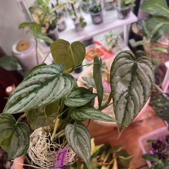 Exotic & Rare Plant Shop - Philodendron Brandi - Nurseries & Gardening Near Me - Augusta, Maine Exotic & Rare Plant Shop - Philodendron Brandi - Nurseries & Gardening Near Me - Augusta, Maine