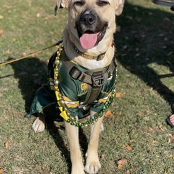 Wisconsin Humane Society - Green Bay Campus - Lando - shepherd mix rescue