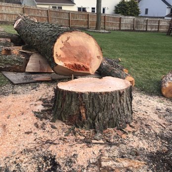 Cruz Tree Service - another one that was done - Tree Services Near Me - Long Branch, New Jersey Cruz Tree Service - another one that was done - Tree Services Near Me - Long Branch, New Jersey