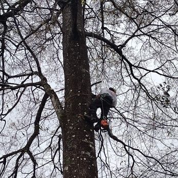 Doug's Tree Service - Tree Services Near Me Doug's Tree Service - Tree Services Near Me