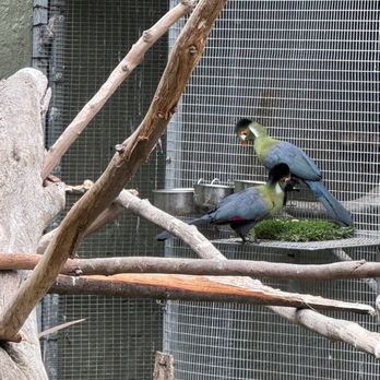 Santa Barbara Zoo - Beautiful birds - Zoos Near Me - Santa Barbara, California Santa Barbara Zoo - Beautiful birds - Zoos Near Me - Santa Barbara, California