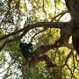 Photo of Arborist: Urban Tree Management