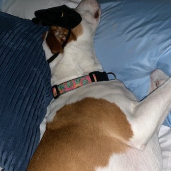 Banfield Pet Hospital - Lola dreaming about Miss Kristin. - Veterinarians Near Me - Salisbury, Maryland Banfield Pet Hospital - Lola dreaming about Miss Kristin. - Veterinarians Near Me - Salisbury, Maryland