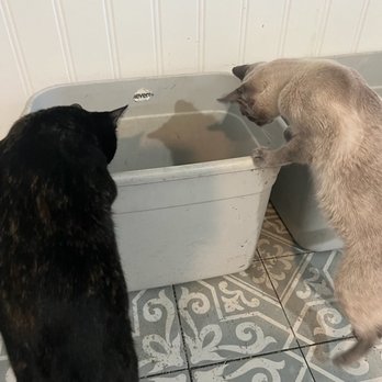Barks & Recreation - Kitties have never seen such a fresh litter box before! - Dog Walkers Near Me Barks & Recreation - Kitties have never seen such a fresh litter box before! - Dog Walkers Near Me