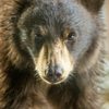 Backroads Bear Adventures gift card