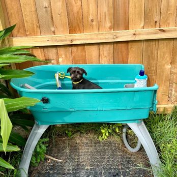 Oh My Dog - Her bath time before returning home - Pet Training Near Me Oh My Dog - Her bath time before returning home - Pet Training Near Me