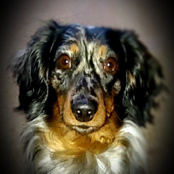Wernette’s Country Kennel - Pet Groomers Near Me - Hondo, Texas Wernette’s Country Kennel - Pet Groomers Near Me - Hondo, Texas