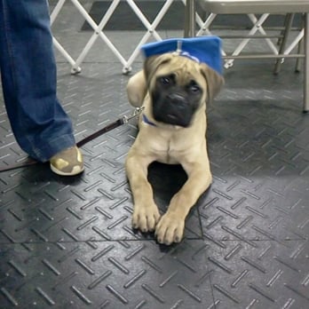 Venita's Training Services - Pet Training Near Me - Belleville, Michigan Venita's Training Services - Pet Training Near Me - Belleville, Michigan