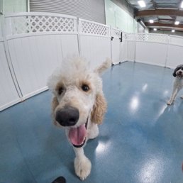 Stevie making friends and having fun at daycare ! Stevie making friends and having fun at daycare !