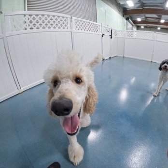 24 Hour Dog Daycare - Stevie making friends and having fun at daycare ! - Pet Boarding Near Me - Escondido, California 24 Hour Dog Daycare - Stevie making friends and having fun at daycare ! - Pet Boarding Near Me - Escondido, California