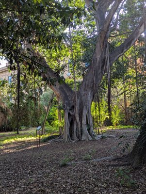 Orto Botanico di Palermo by null