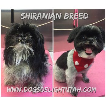 Dogs Delight - Pet Groomers Near Me