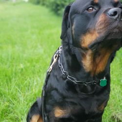 Noble Buddy Concierge - Tai out for a walk