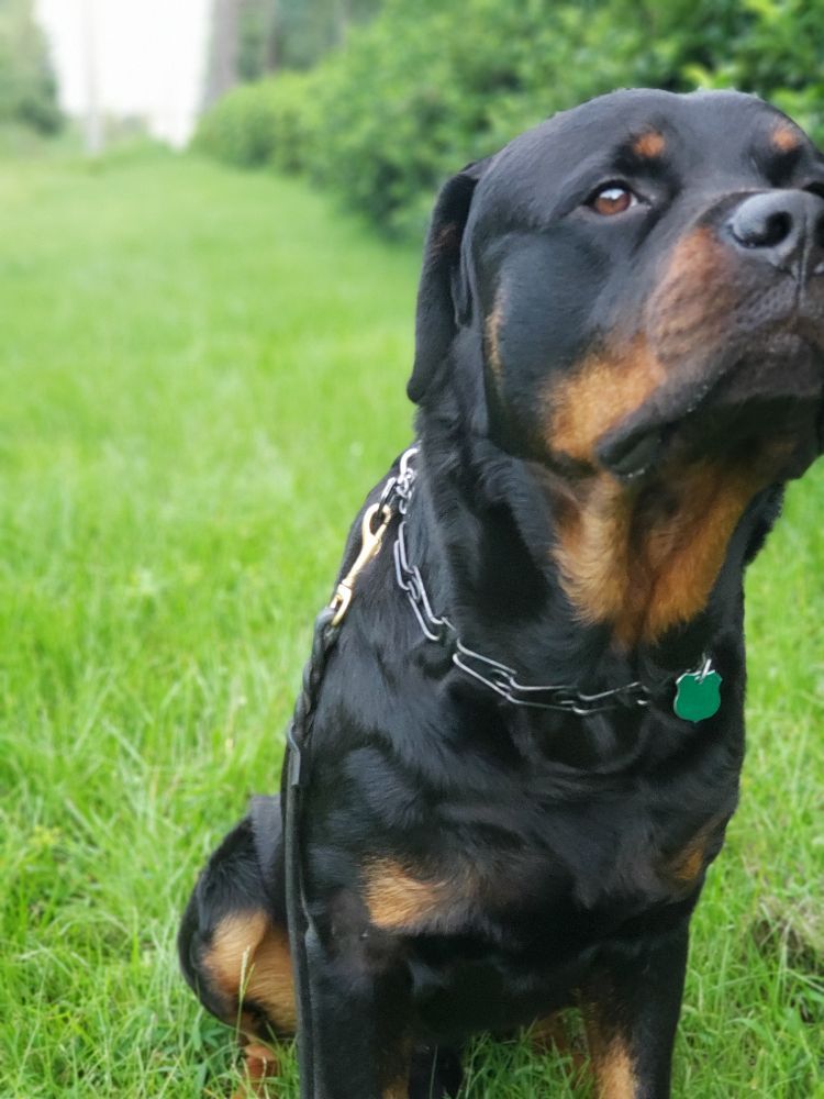 Noble Buddy Concierge - pet boarding facility in Jacksonville, FL